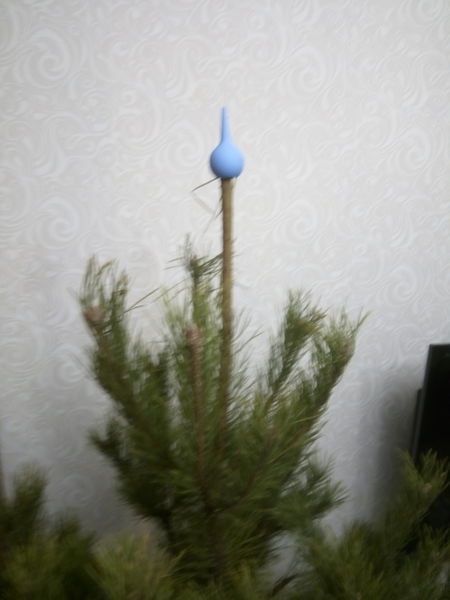 Файл:Елка в гомосечестве.jpg